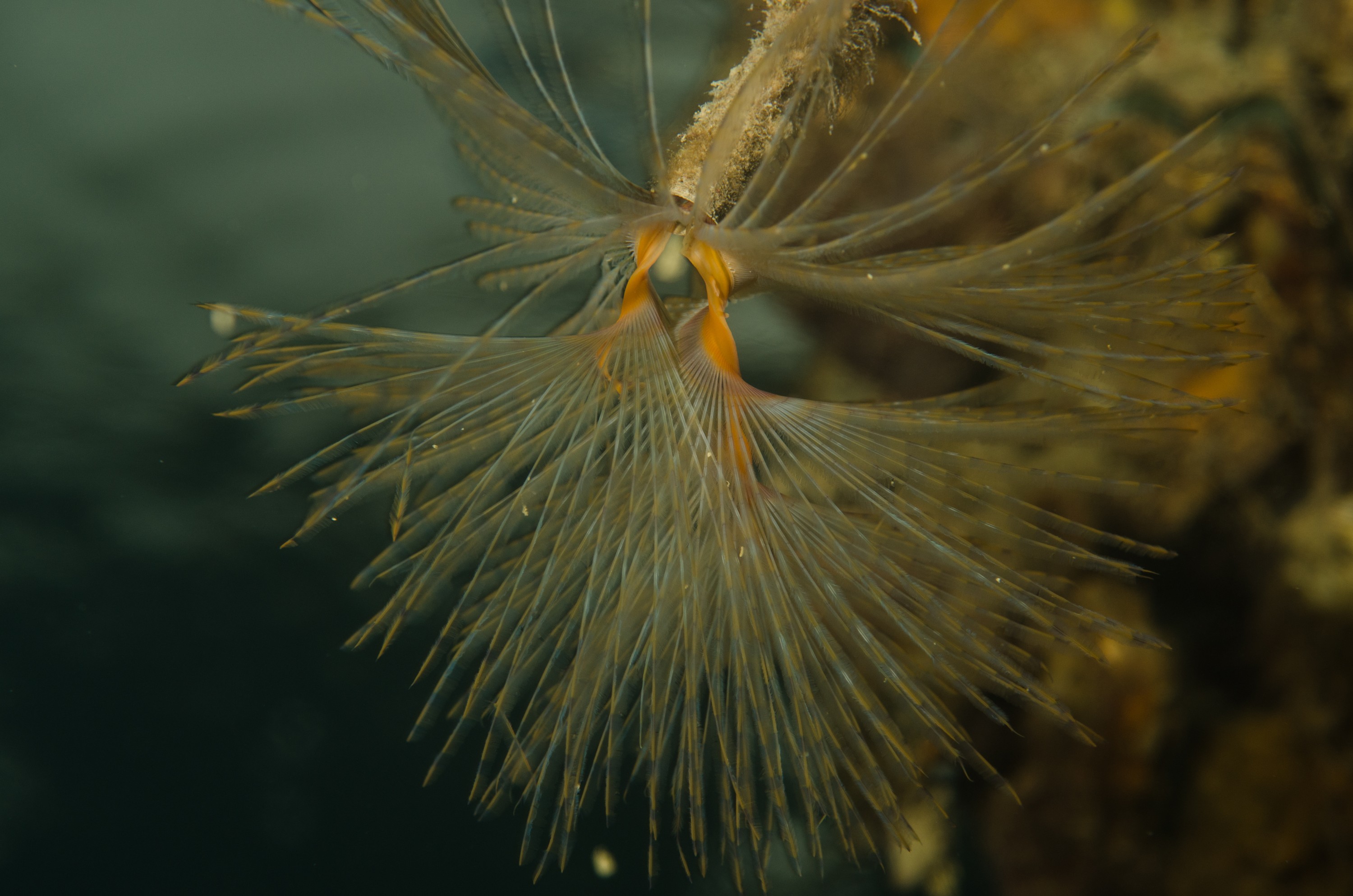 DSC_3161 – Mediterranean, fanworm, Sabella, spallanzanii, marine, pest, Auckland, underwater, crispin, nz, new, zealand, new zealand, fan, worm, marine, pest, invasive, Biosecurity